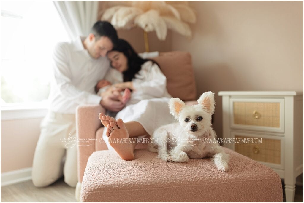 A little white dog joins in lifestyle newborn photo while parents cuddle their baby in the background.